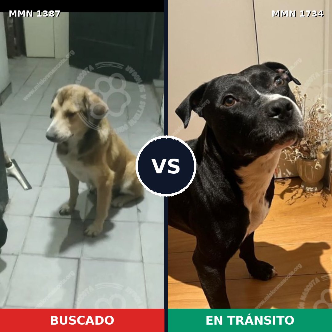 Comparativa MMS 38847: mascota perdida y mascota encontrada, 47% de similitud