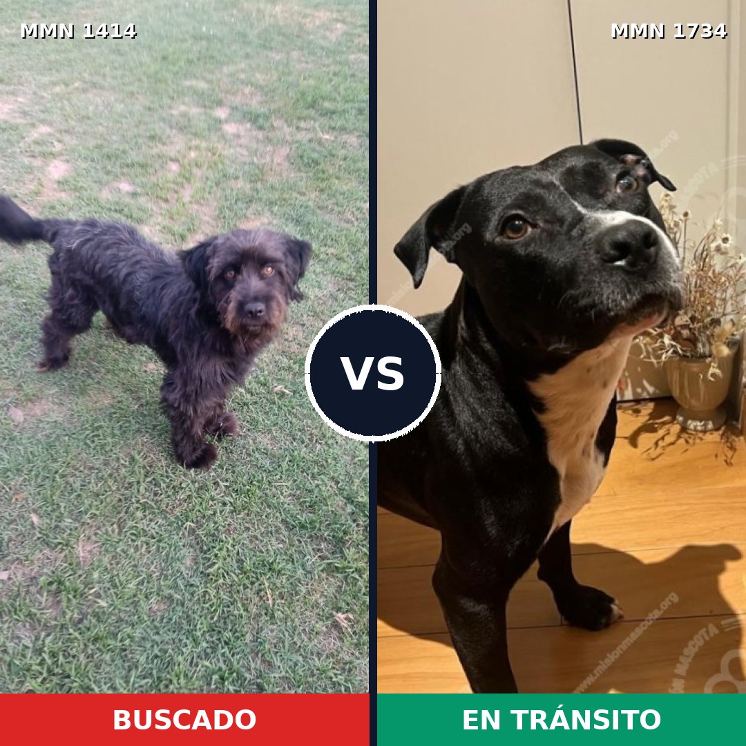 Comparativa MMS 38849: mascota perdida y mascota encontrada, 55% de similitud