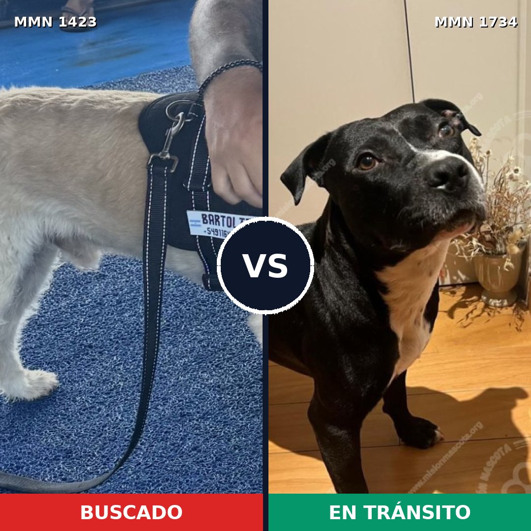 Comparativa MMS 38850: mascota perdida y mascota encontrada, 50% de similitud