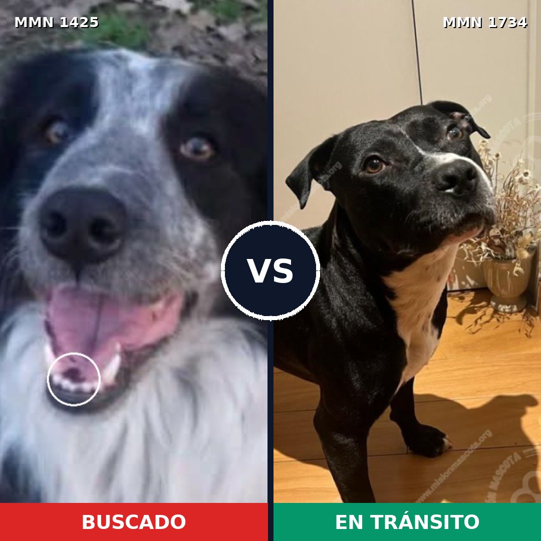 Comparativa MMS 38851: mascota perdida y mascota encontrada, 60% de similitud