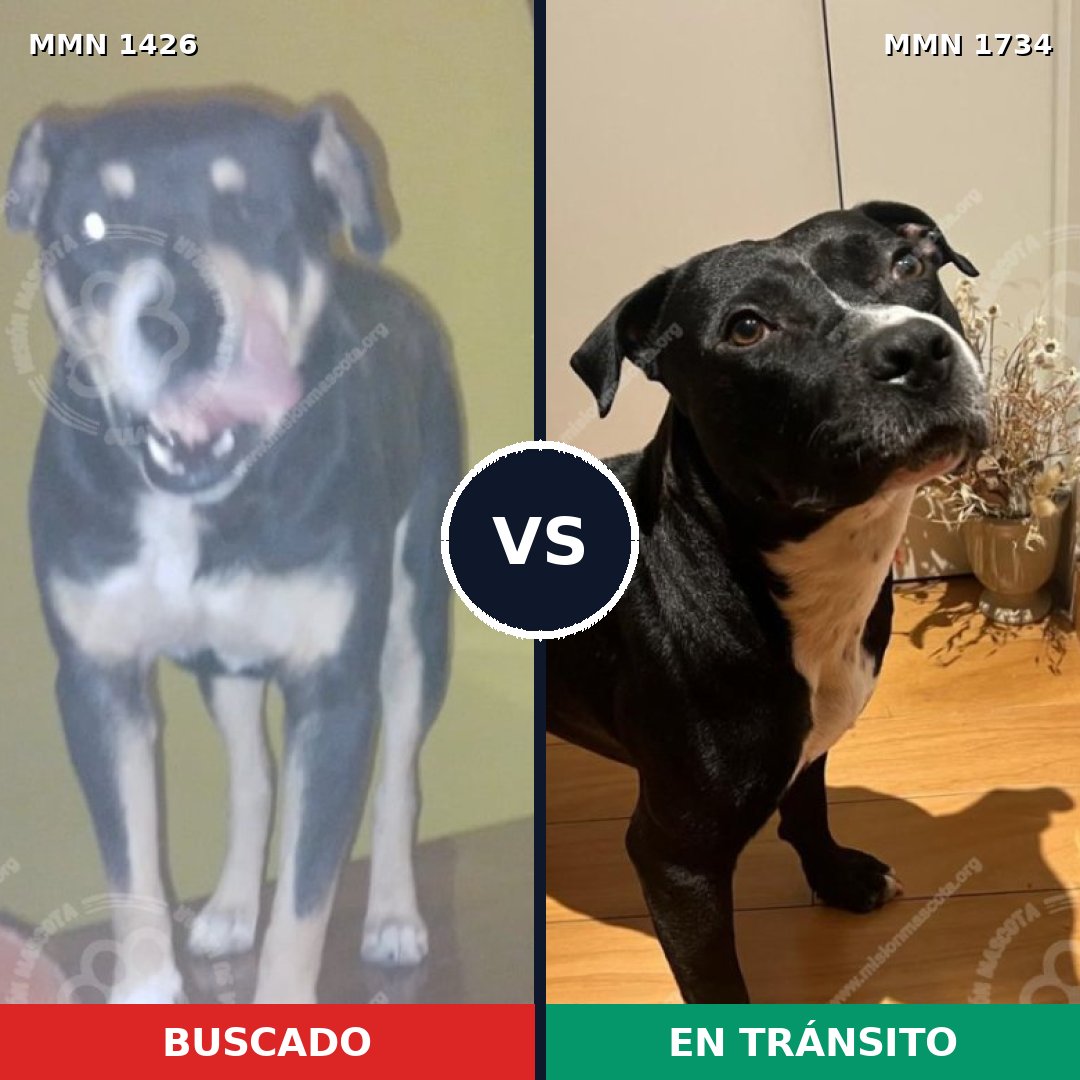 Comparativa MMS 38852: mascota perdida y mascota encontrada, 58% de similitud