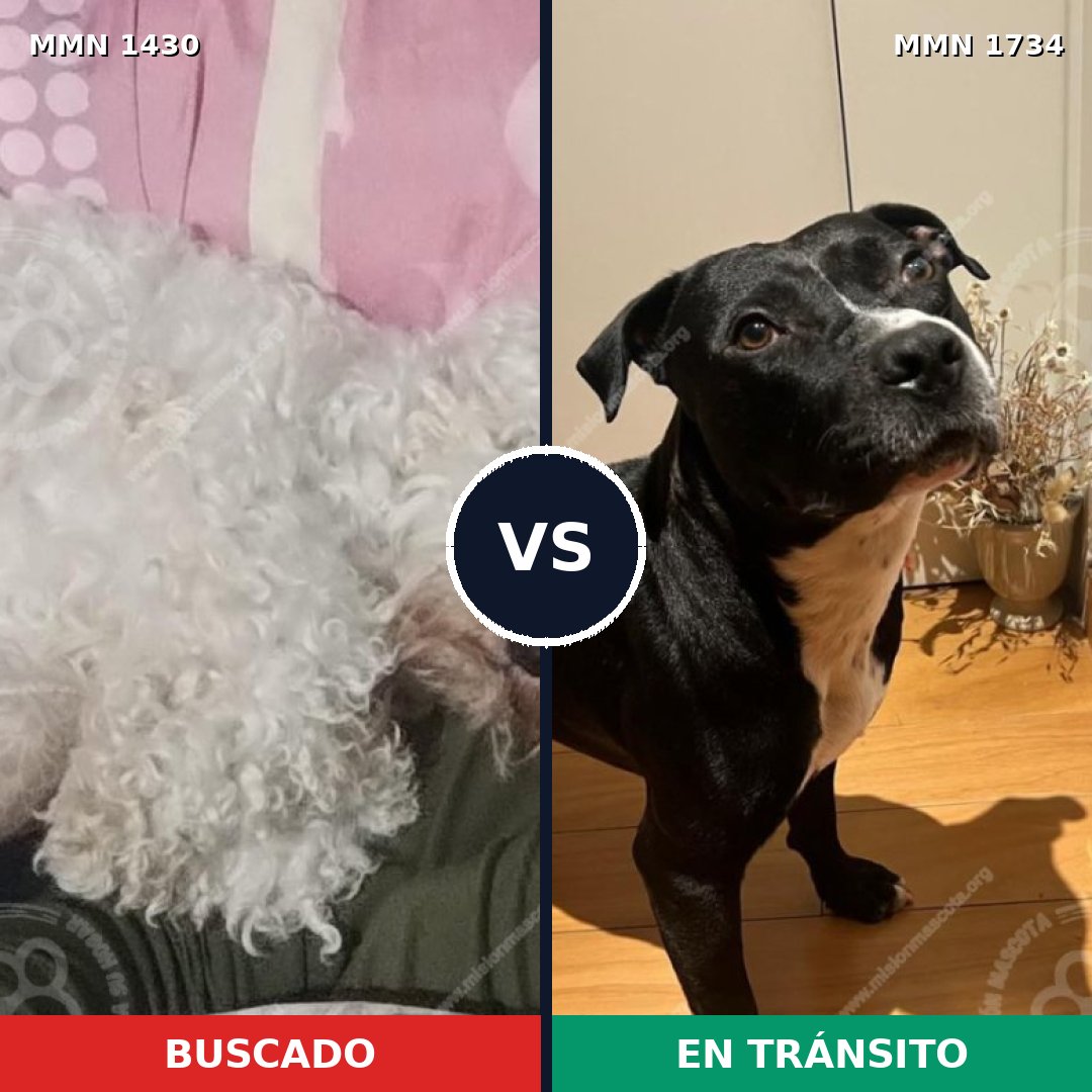 Comparativa MMS 38853: mascota perdida y mascota encontrada, 45% de similitud