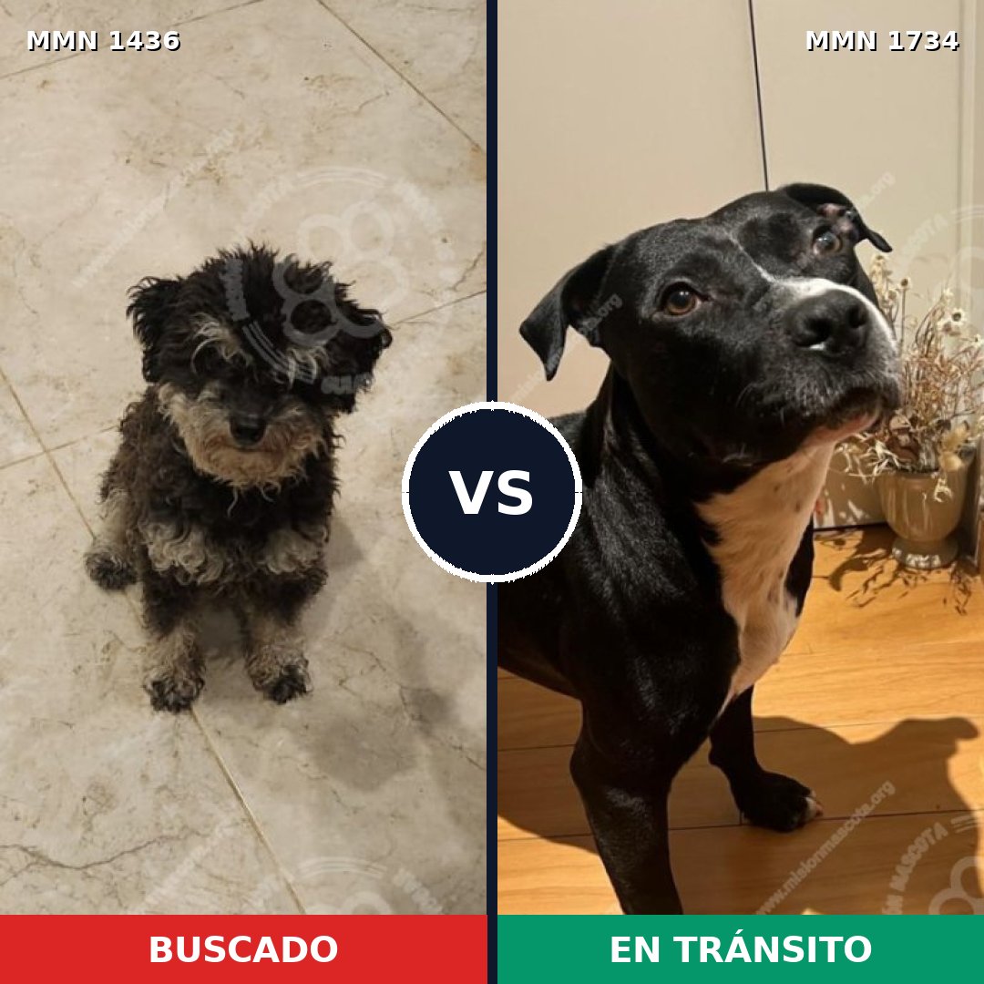 Comparativa MMS 38855: mascota perdida y mascota encontrada, 49% de similitud