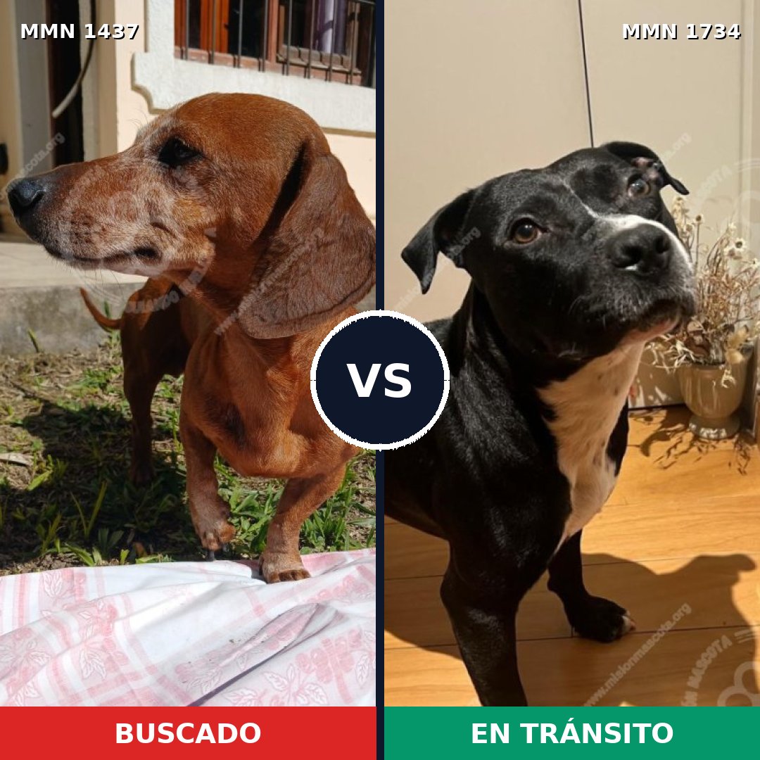Comparativa MMS 38856: mascota perdida y mascota encontrada, 35% de similitud