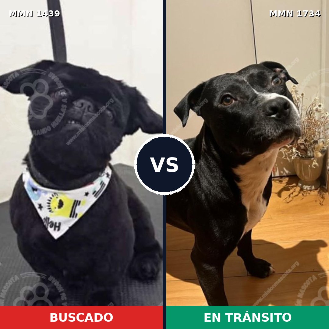 Comparativa MMS 38857: mascota perdida y mascota encontrada, 34% de similitud