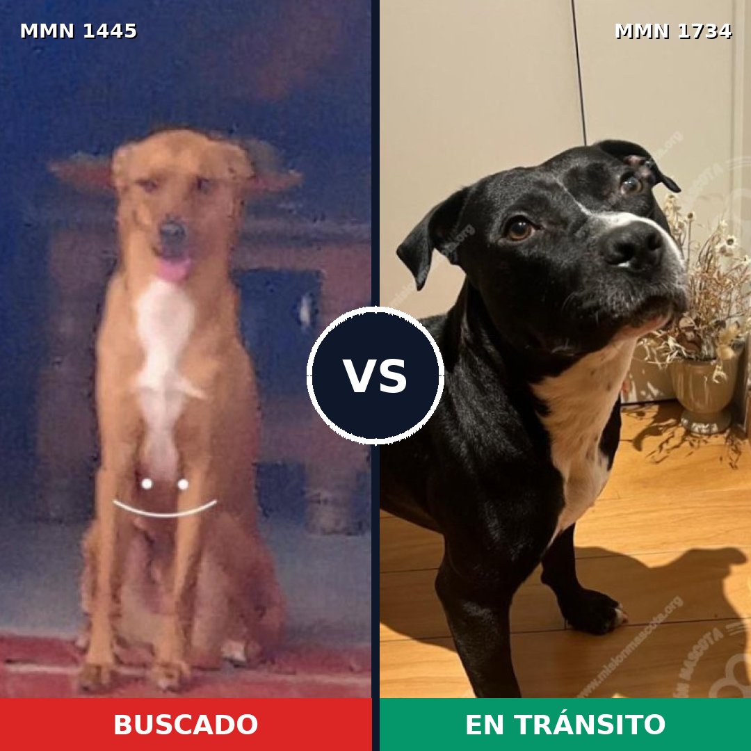 Comparativa MMS 38858: mascota perdida y mascota encontrada, 56% de similitud