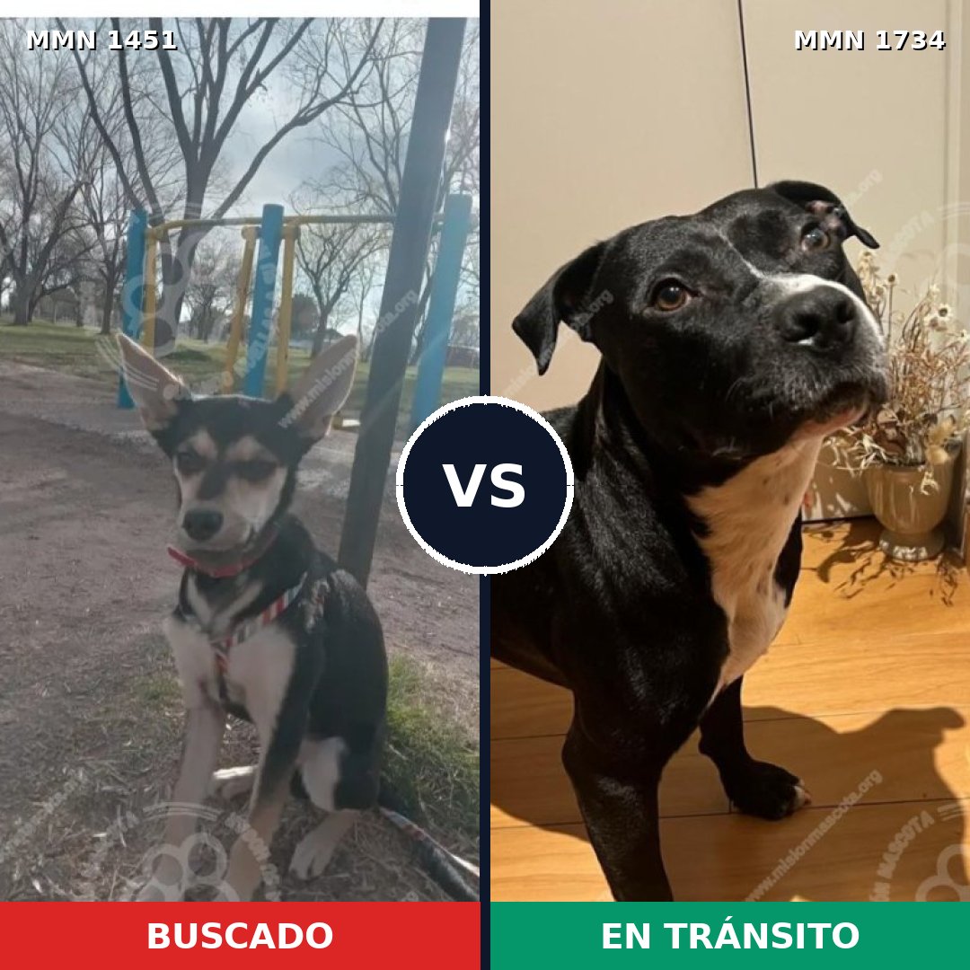 Comparativa MMS 38859: mascota perdida y mascota encontrada, 61% de similitud