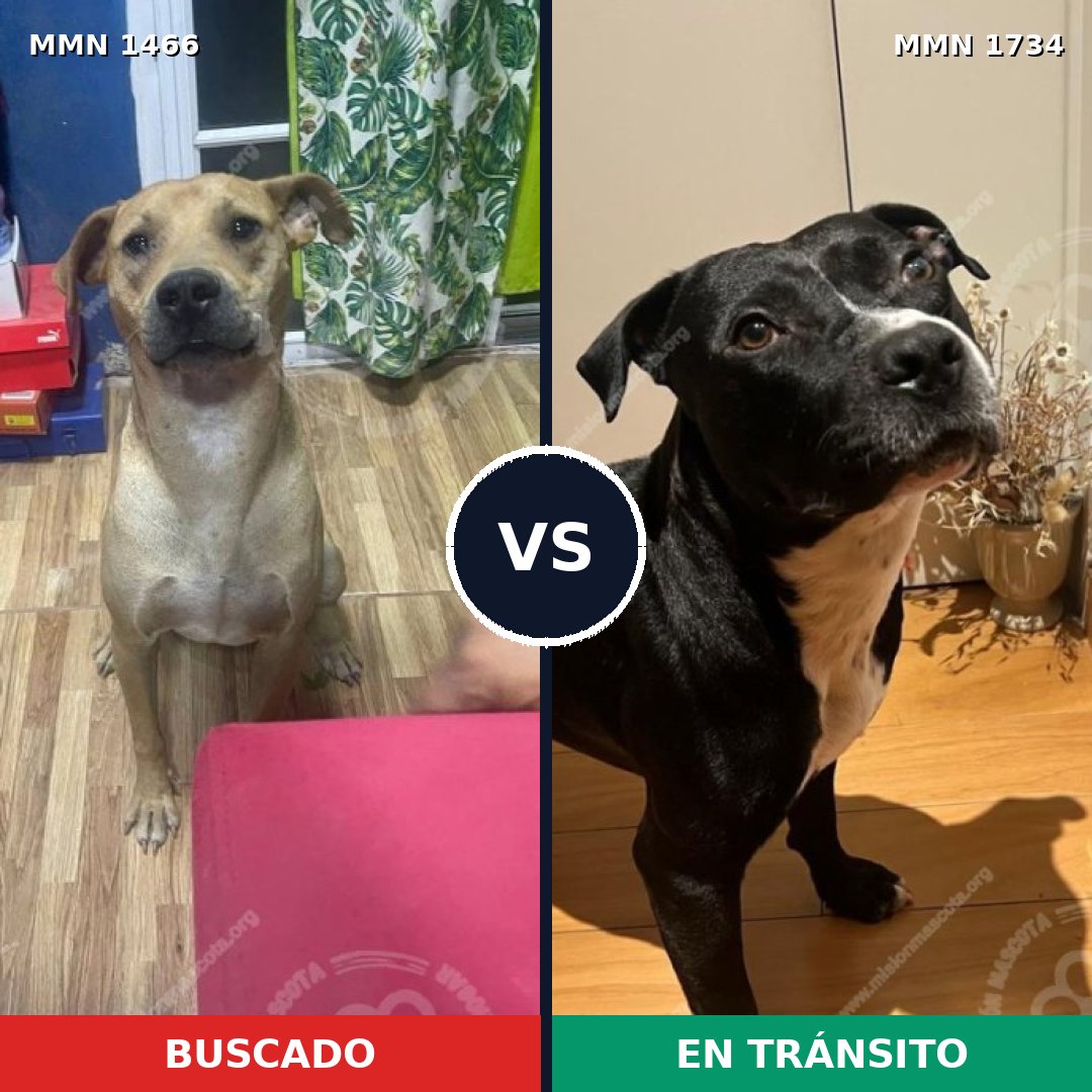 Comparativa MMS 38861: mascota perdida y mascota encontrada, 61% de similitud
