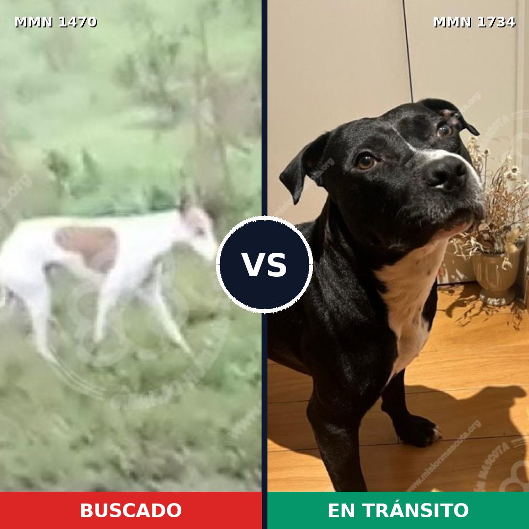Comparativa MMS 38862: mascota perdida y mascota encontrada, 57% de similitud