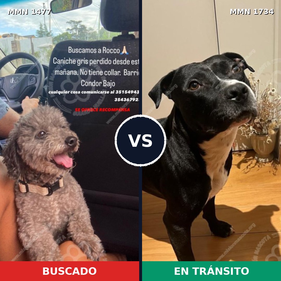 Comparativa MMS 38863: mascota perdida y mascota encontrada, 33% de similitud