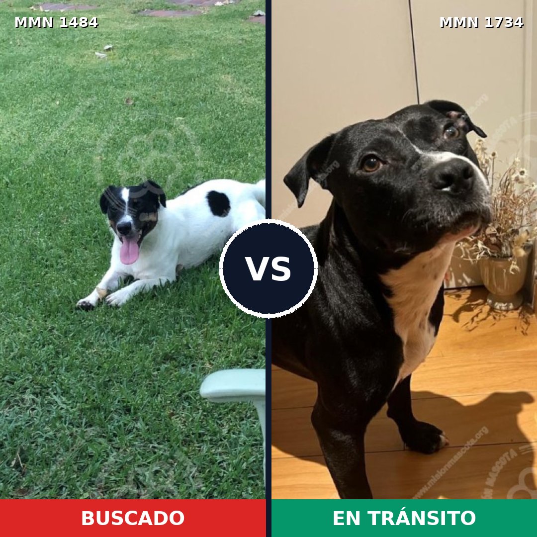 Comparativa MMS 38864: mascota perdida y mascota encontrada, 52% de similitud