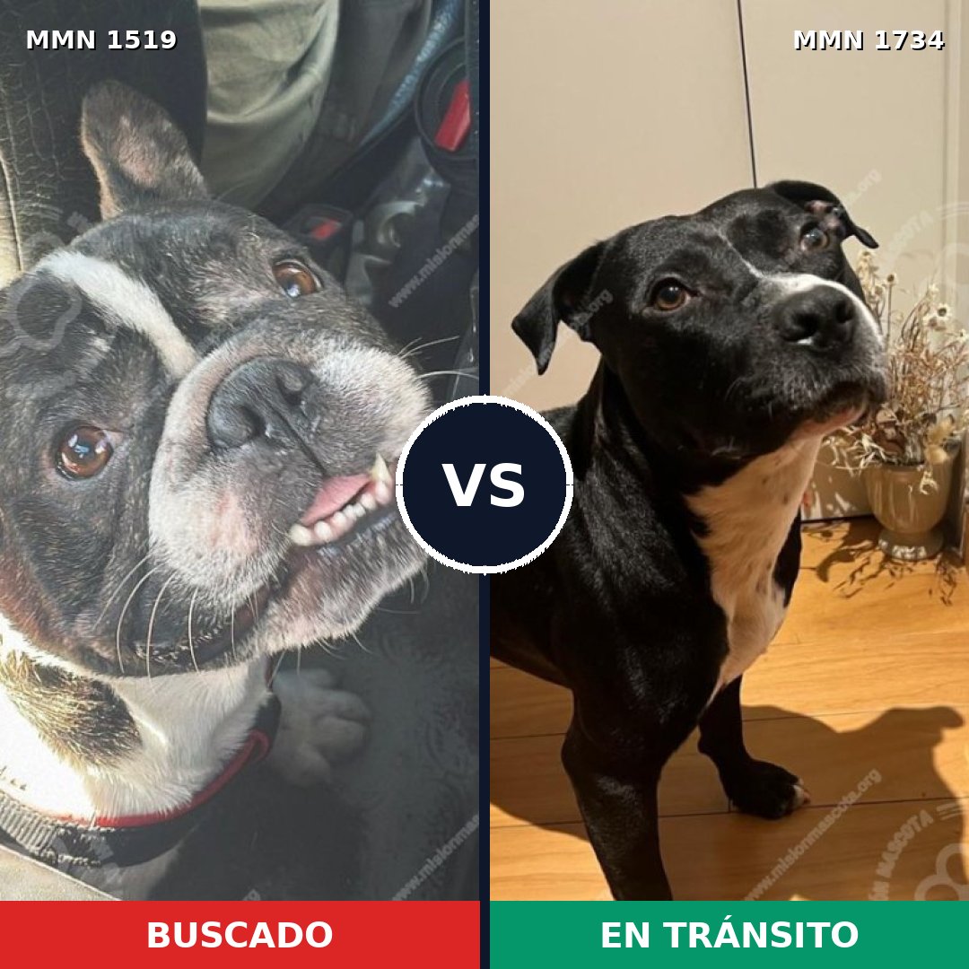 Comparativa MMS 38865: mascota perdida y mascota encontrada, 60% de similitud