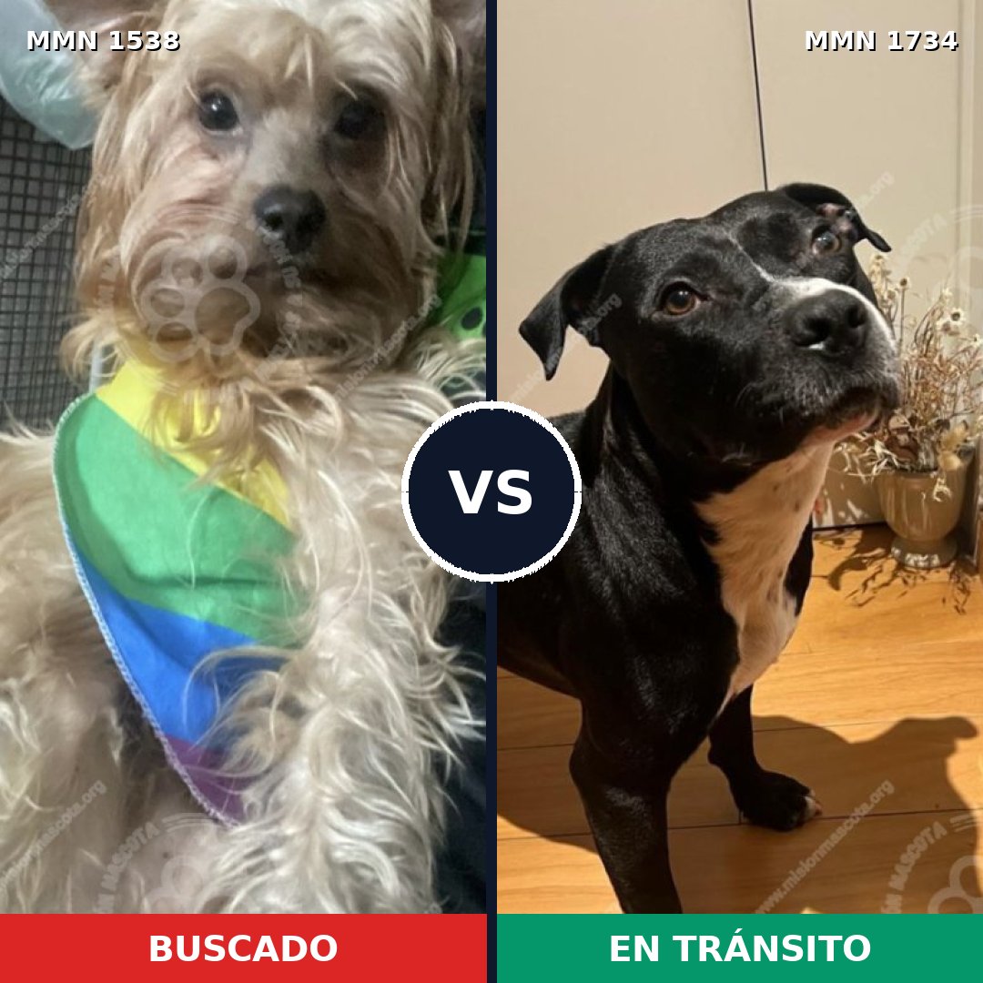 Comparativa MMS 38866: mascota perdida y mascota encontrada, 31% de similitud
