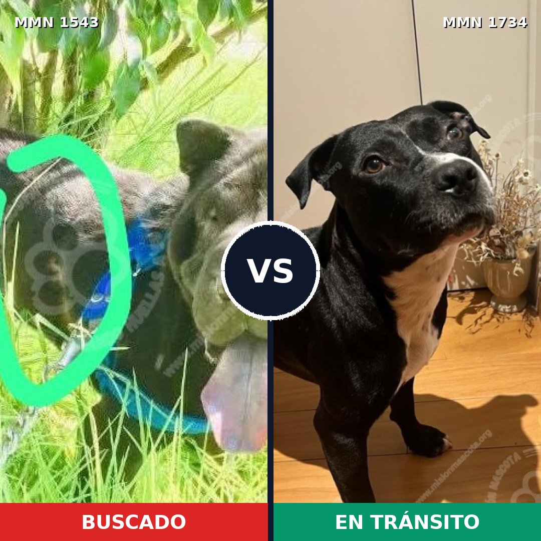 Comparativa MMS 38867: mascota perdida y mascota encontrada, 50% de similitud