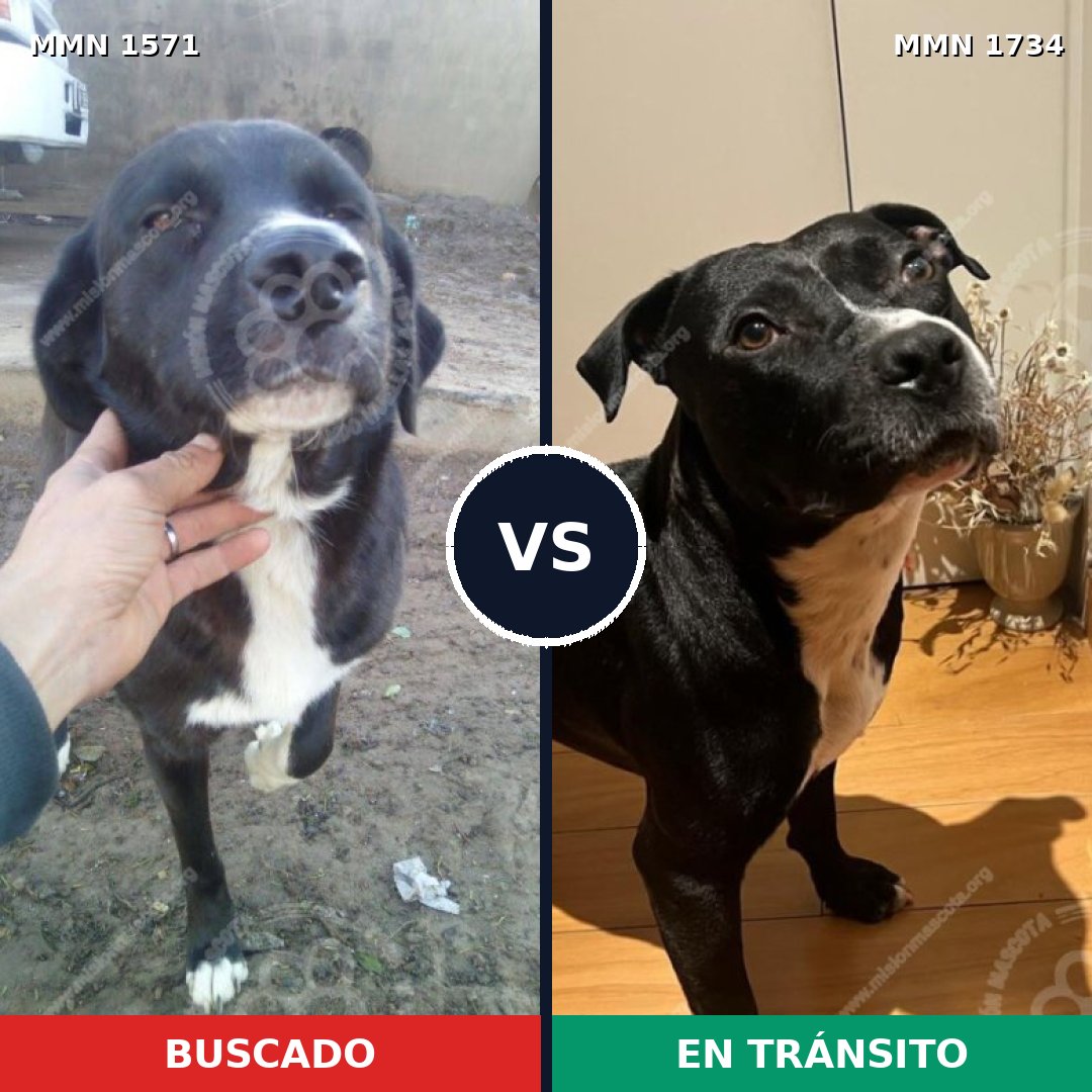 Comparativa MMS 38868: mascota perdida y mascota encontrada, 53% de similitud