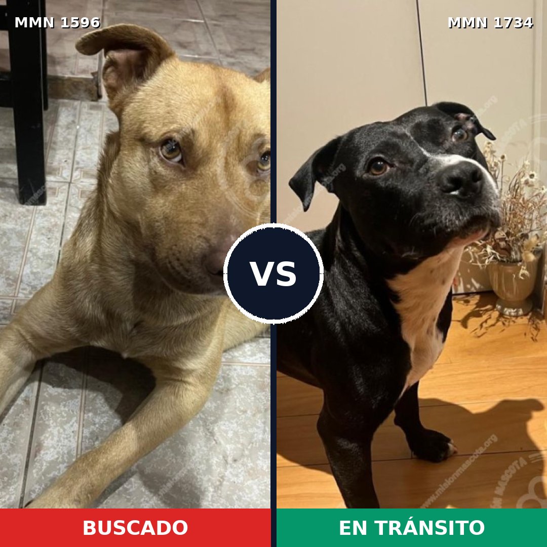 Comparativa MMS 38869: mascota perdida y mascota encontrada, 43% de similitud