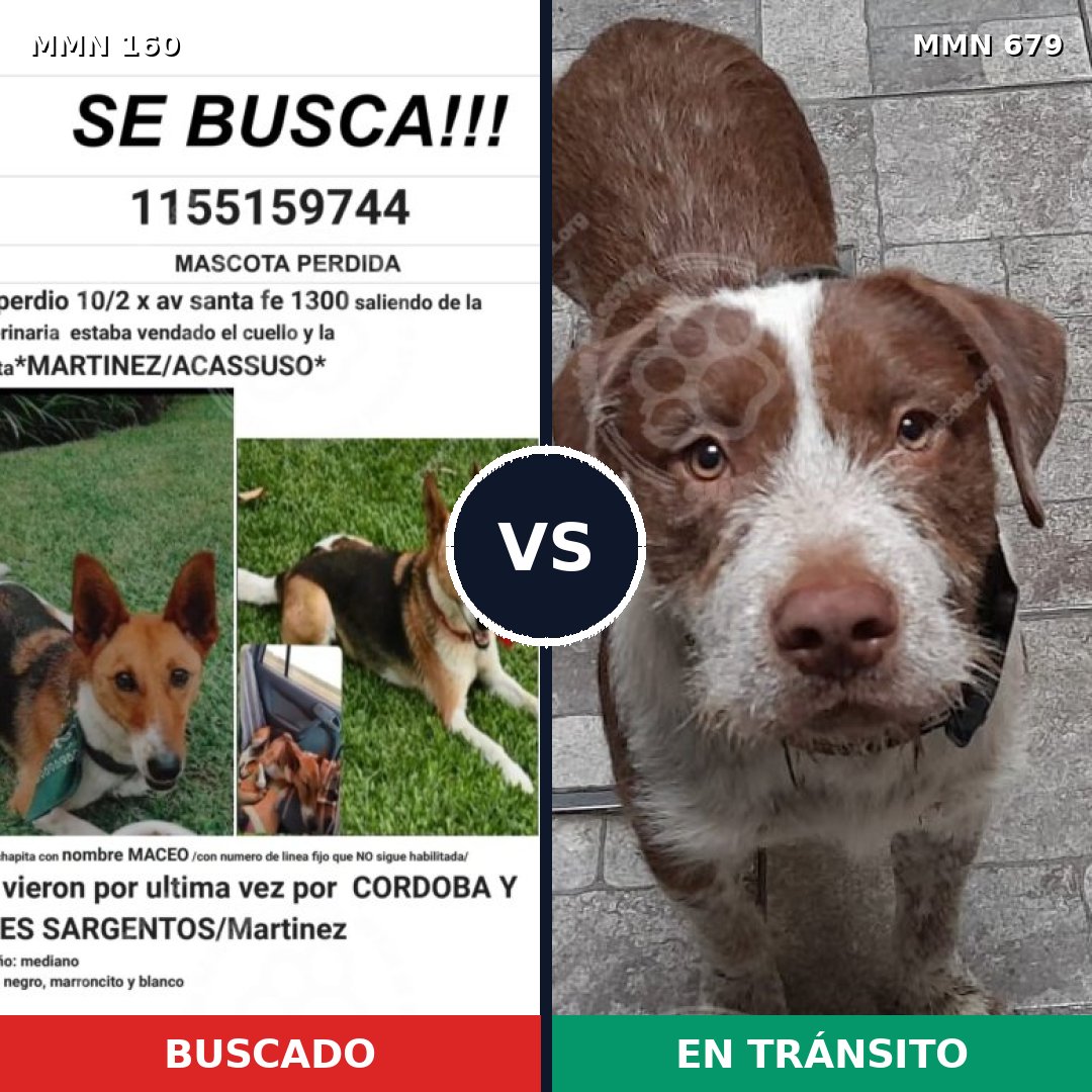 Comparativa MMS 3887: mascota perdida y mascota encontrada, 4% de similitud
