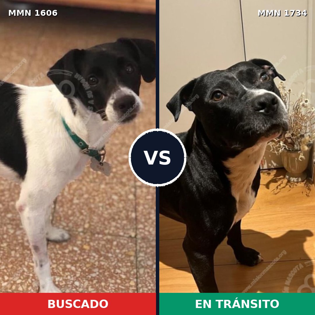 Comparativa MMS 38870: mascota perdida y mascota encontrada, 38% de similitud