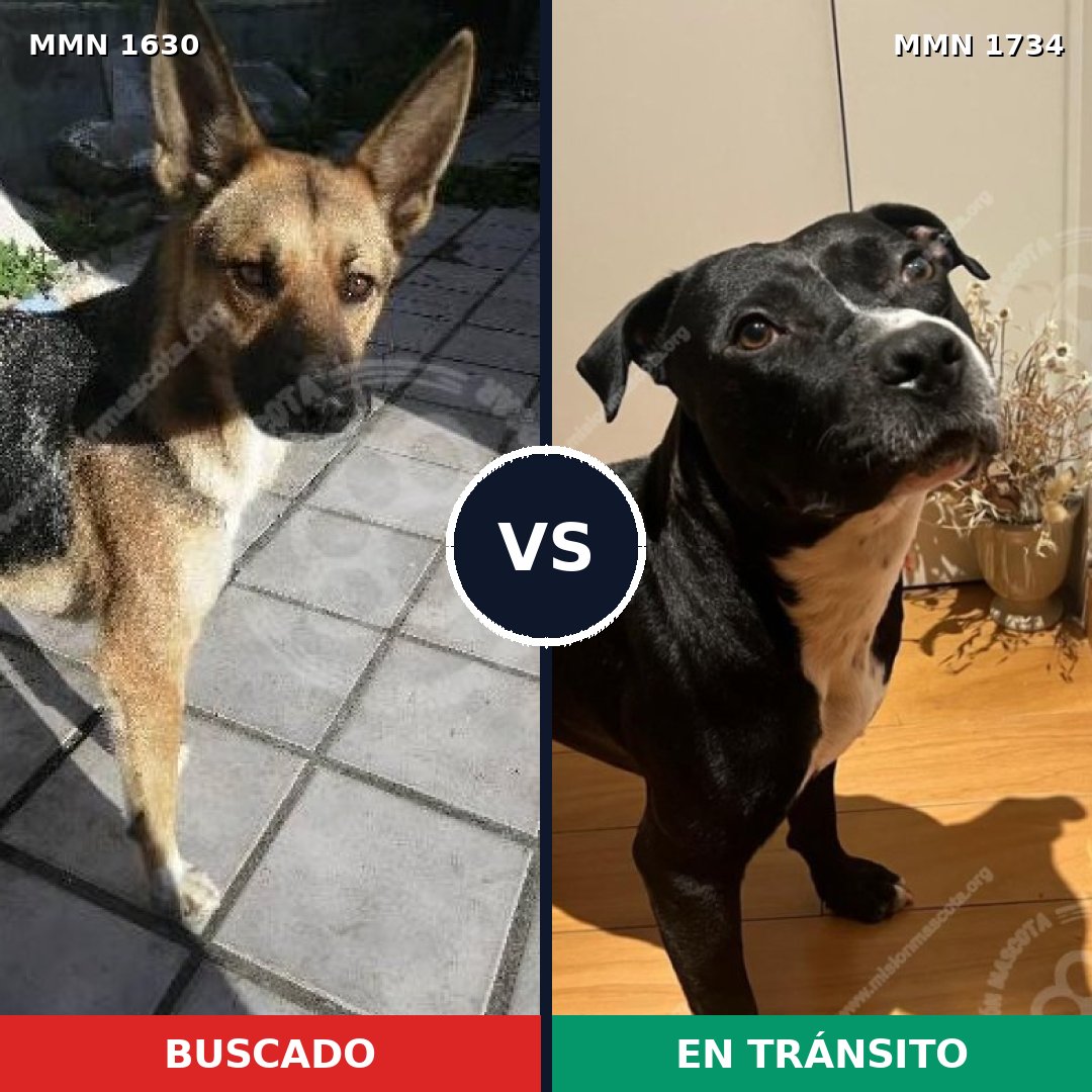 Comparativa MMS 38871: mascota perdida y mascota encontrada, 51% de similitud