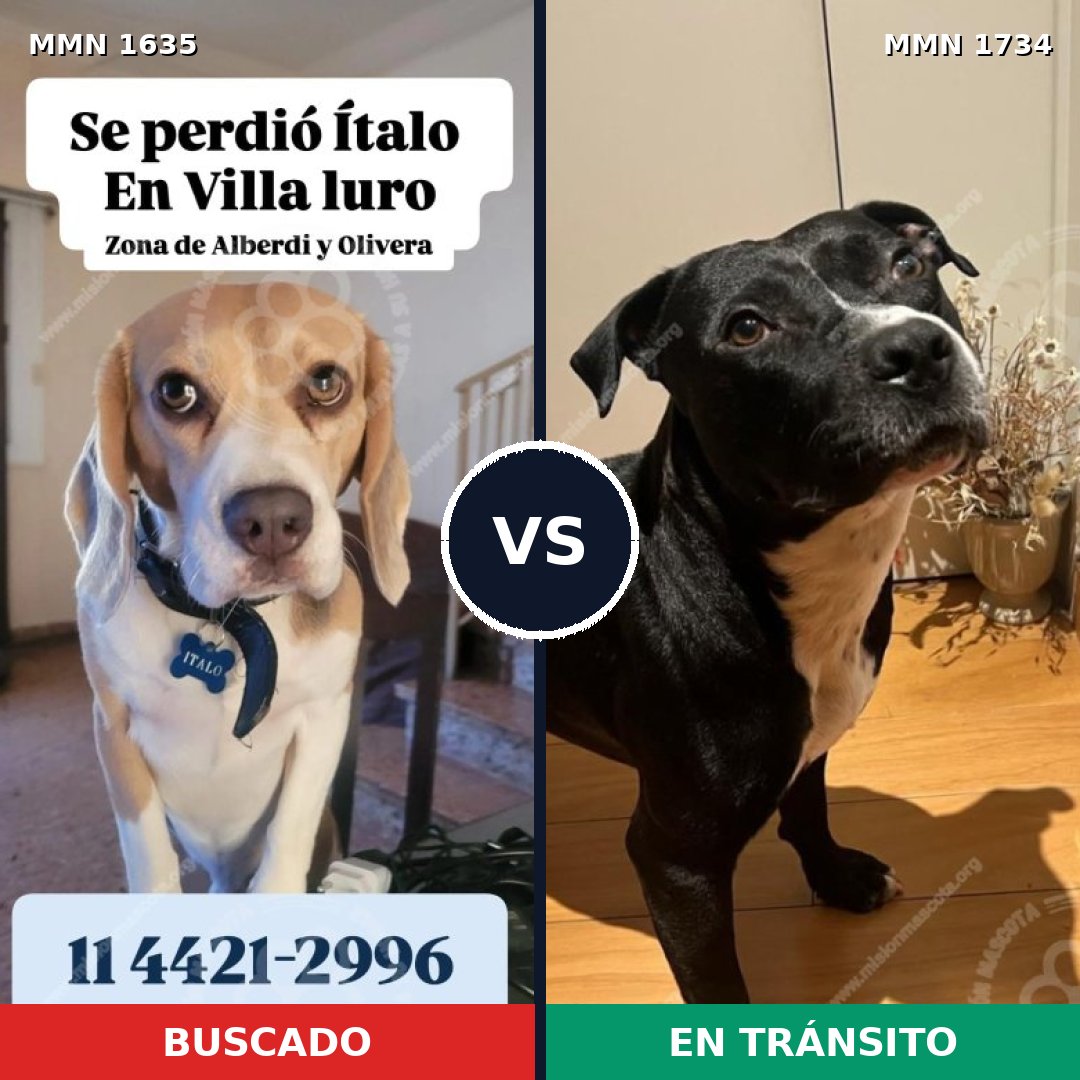 Comparativa MMS 38872: mascota perdida y mascota encontrada, 36% de similitud