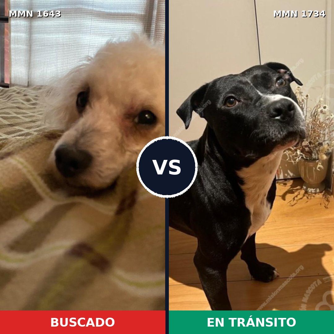 Comparativa MMS 38873: mascota perdida y mascota encontrada, 47% de similitud