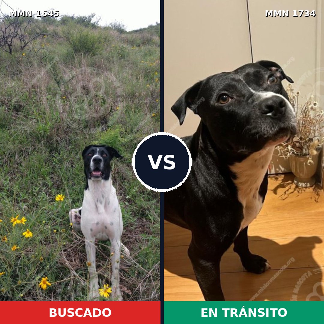 Comparativa MMS 38874: mascota perdida y mascota encontrada, 25% de similitud