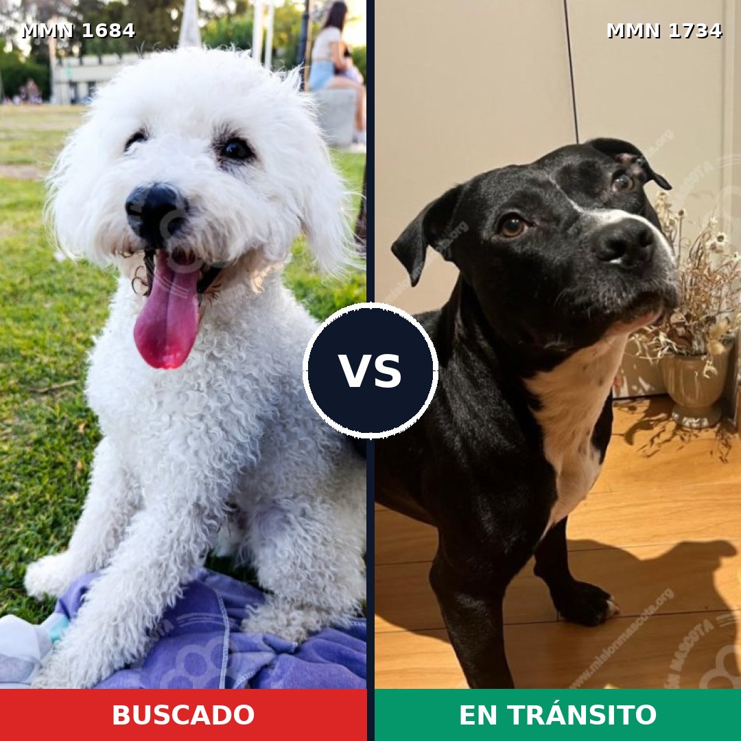 Comparativa MMS 38875: mascota perdida y mascota encontrada, 47% de similitud