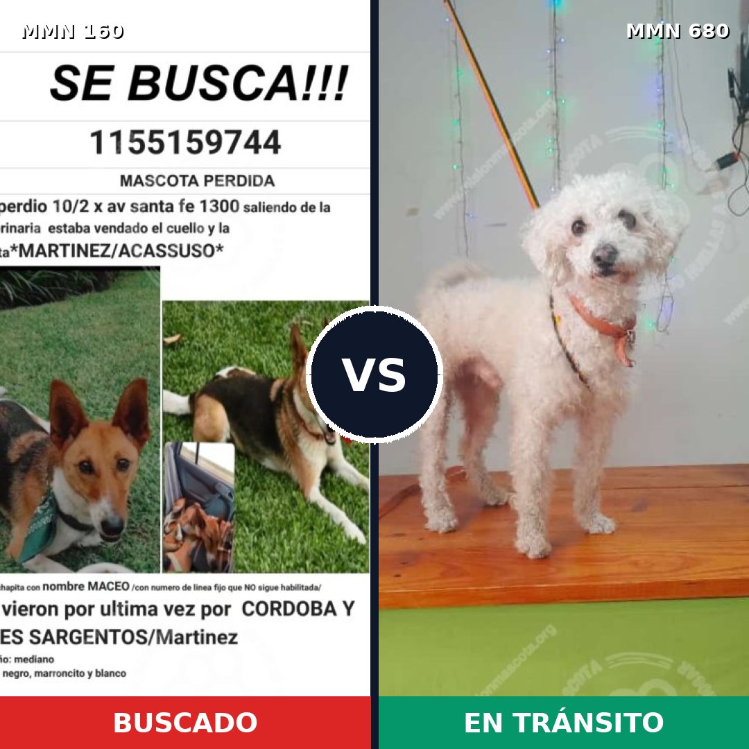 Comparativa MMS 3888: mascota perdida y mascota encontrada, 8% de similitud