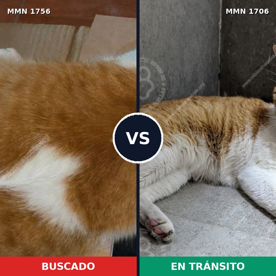 Comparativa MMS 38885: mascota perdida y mascota encontrada, 61% de similitud