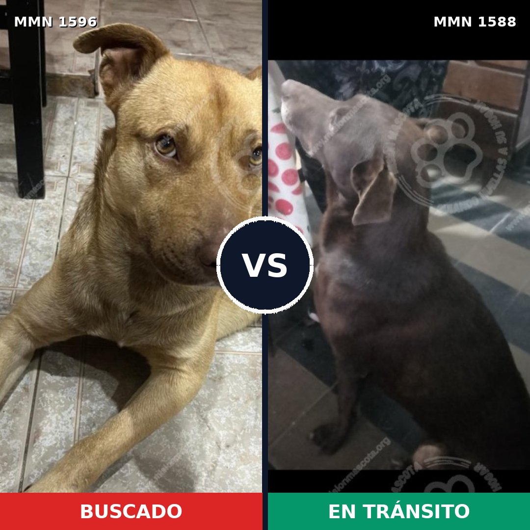Comparativa MMS 38887: mascota perdida y mascota encontrada, 69% de similitud