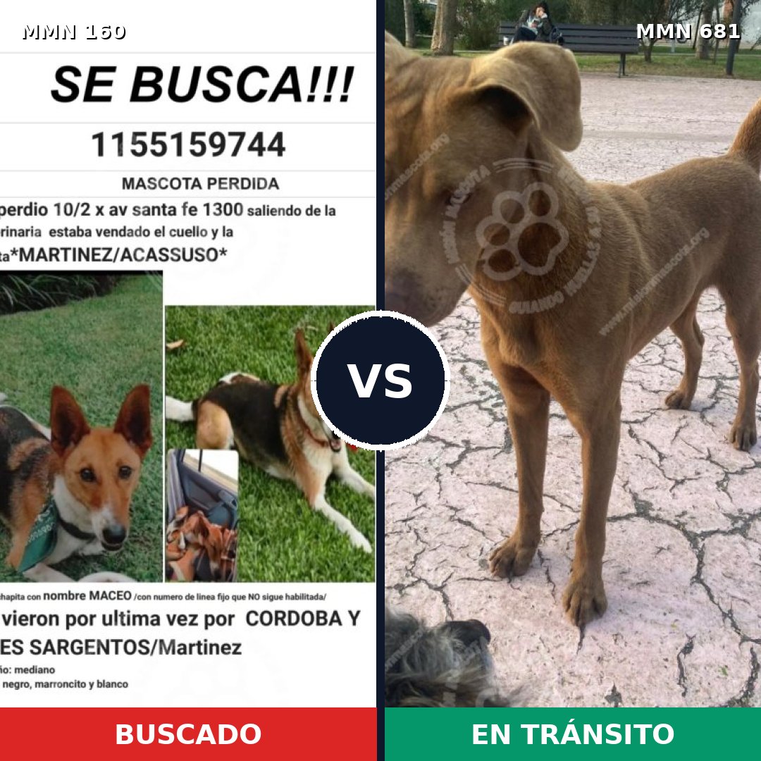 Comparativa MMS 3889: mascota perdida y mascota encontrada, 23% de similitud