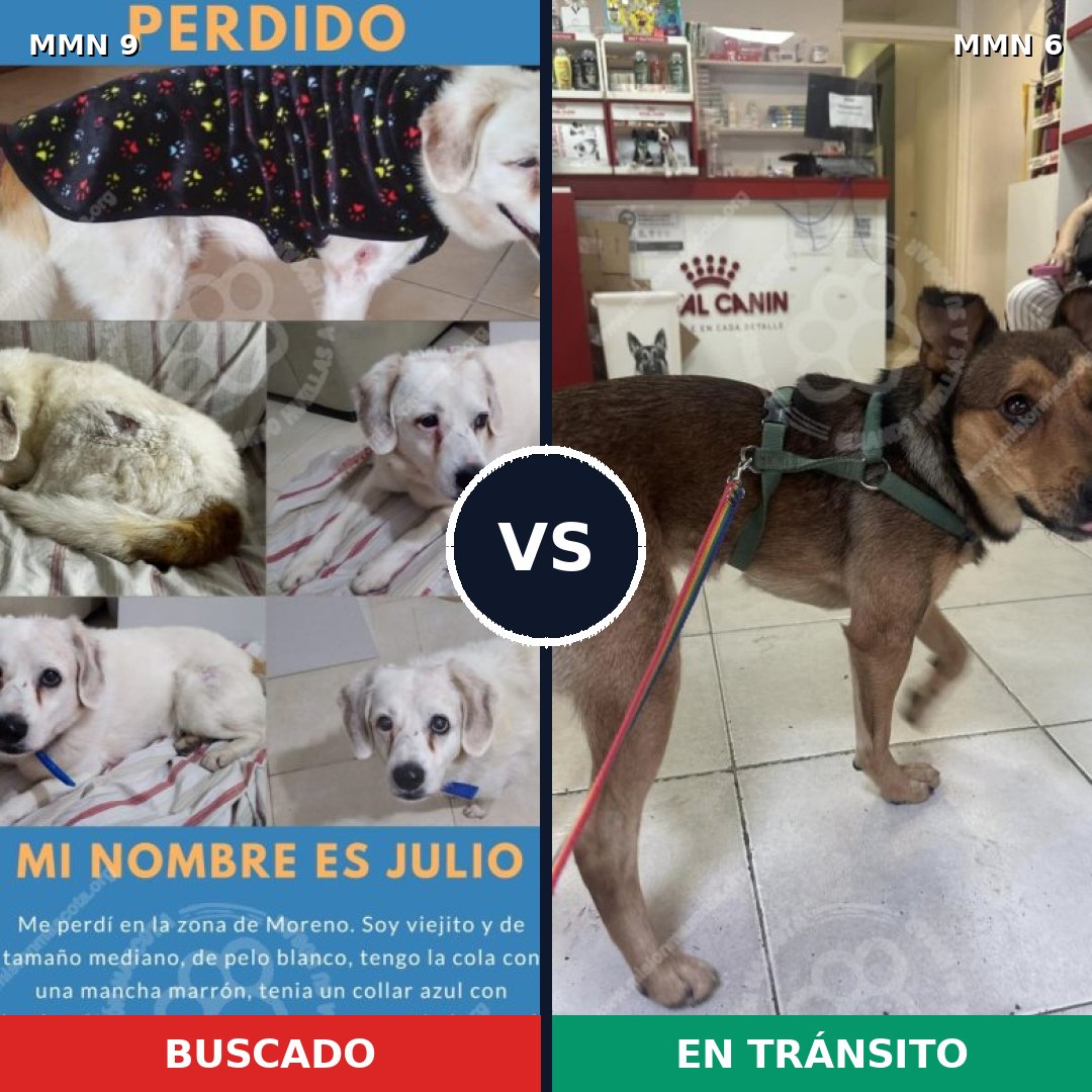 Comparativa MMS 389: mascota perdida y mascota encontrada, 74% de similitud