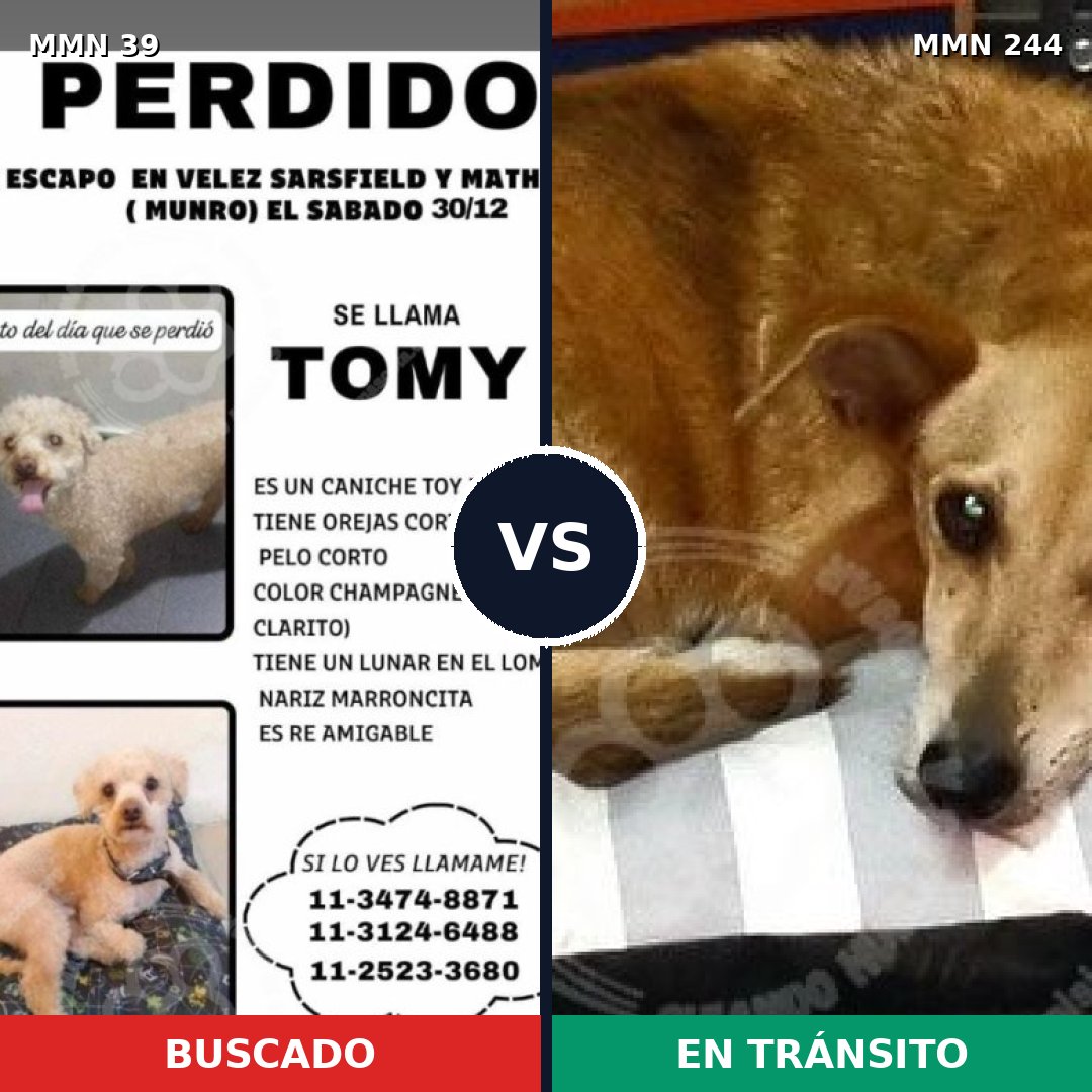 Comparativa MMS 39: mascota perdida y mascota encontrada, 26% de similitud