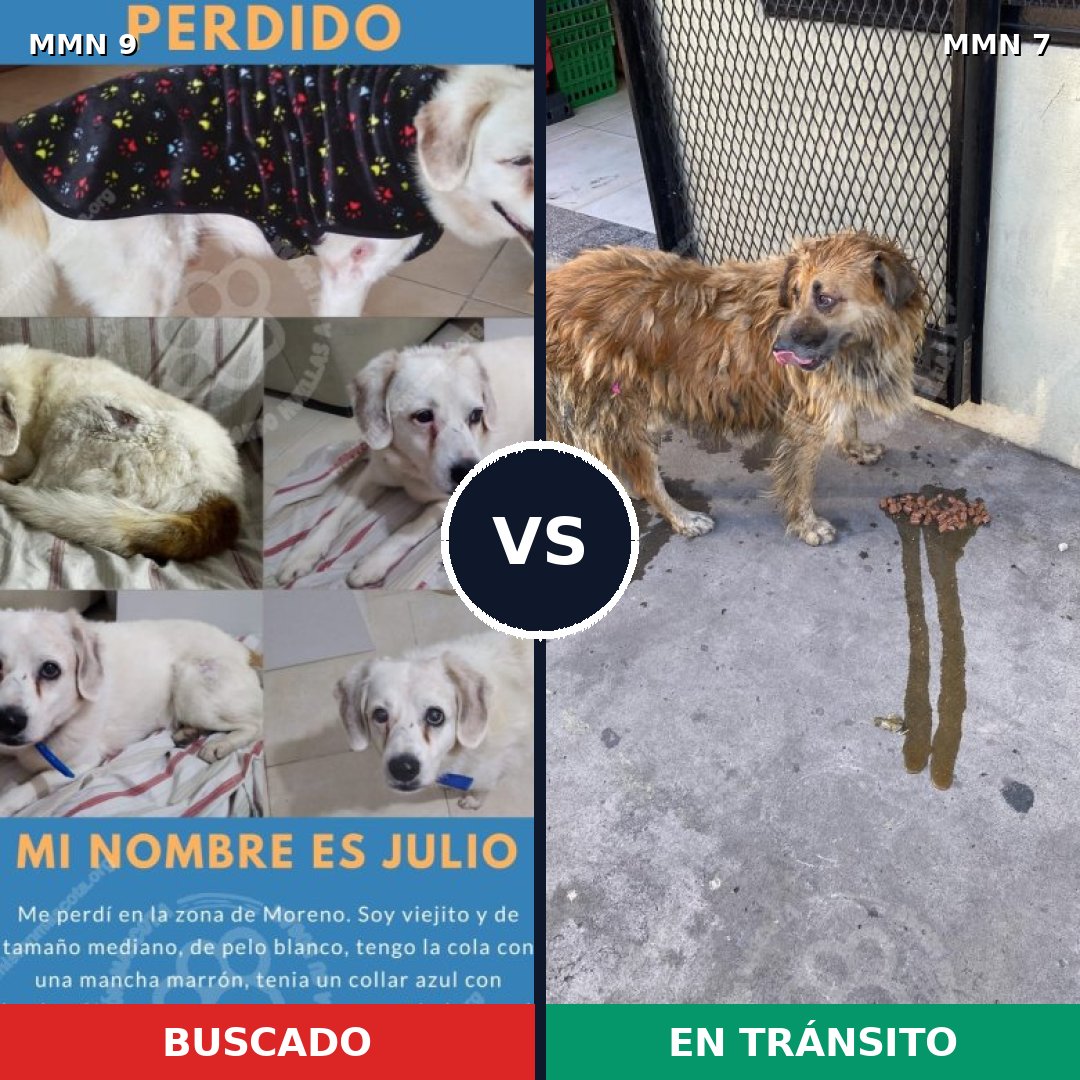 Comparativa MMS 390: mascota perdida y mascota encontrada, 55% de similitud