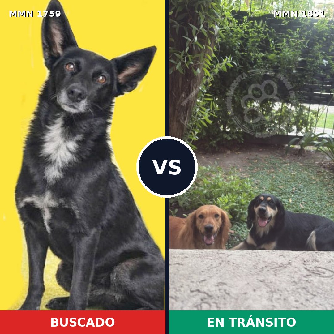 Comparativa MMS 39057: mascota perdida y mascota encontrada, 87% de similitud