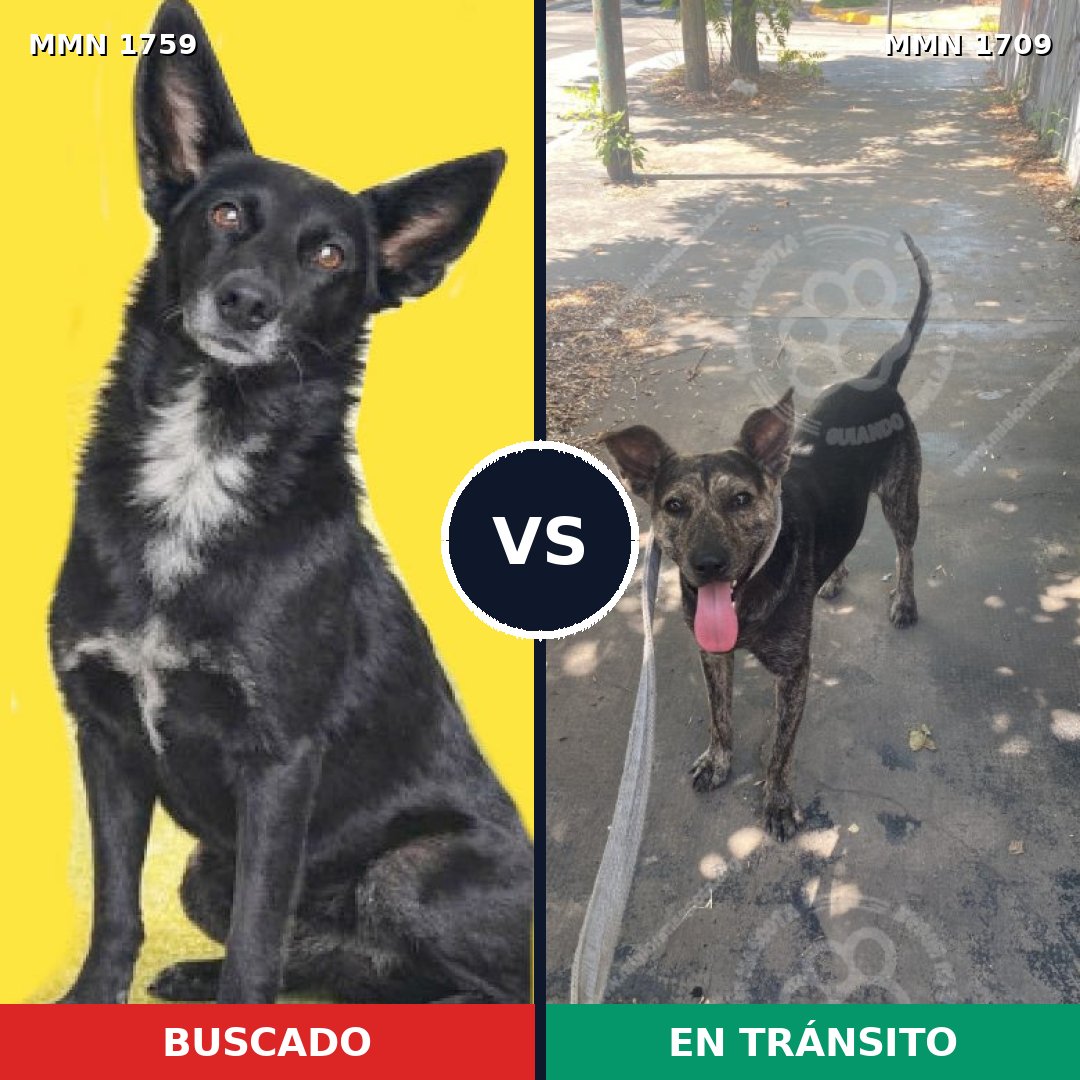 Comparativa MMS 39058: mascota perdida y mascota encontrada, 85% de similitud