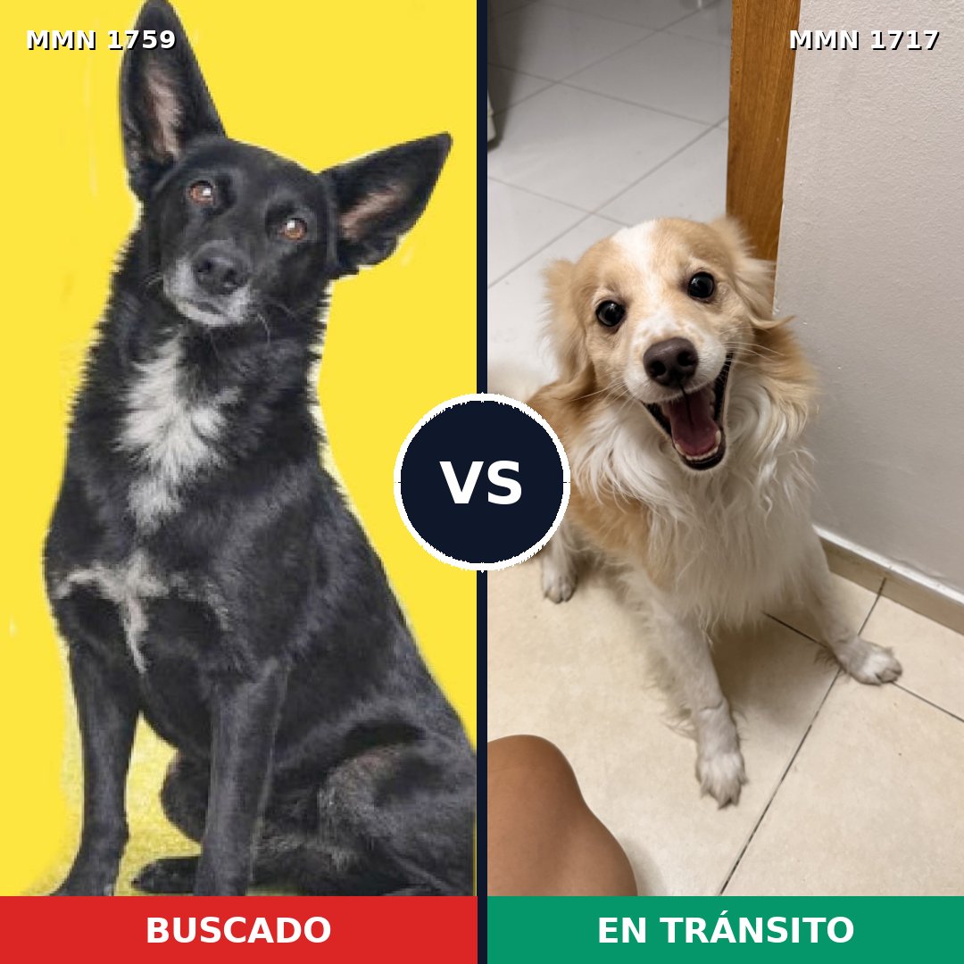 Comparativa MMS 39060: mascota perdida y mascota encontrada, 63% de similitud