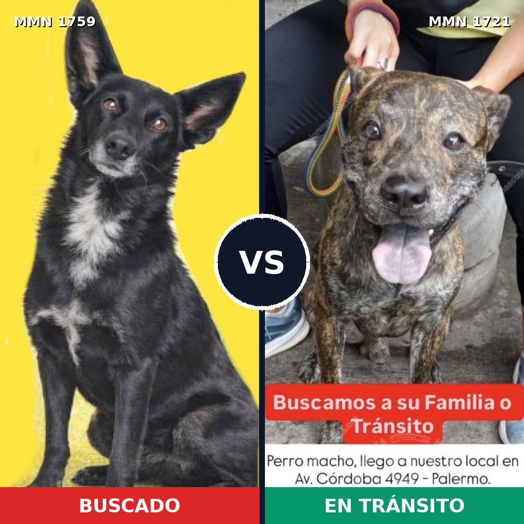 Comparativa MMS 39061: mascota perdida y mascota encontrada, 78% de similitud