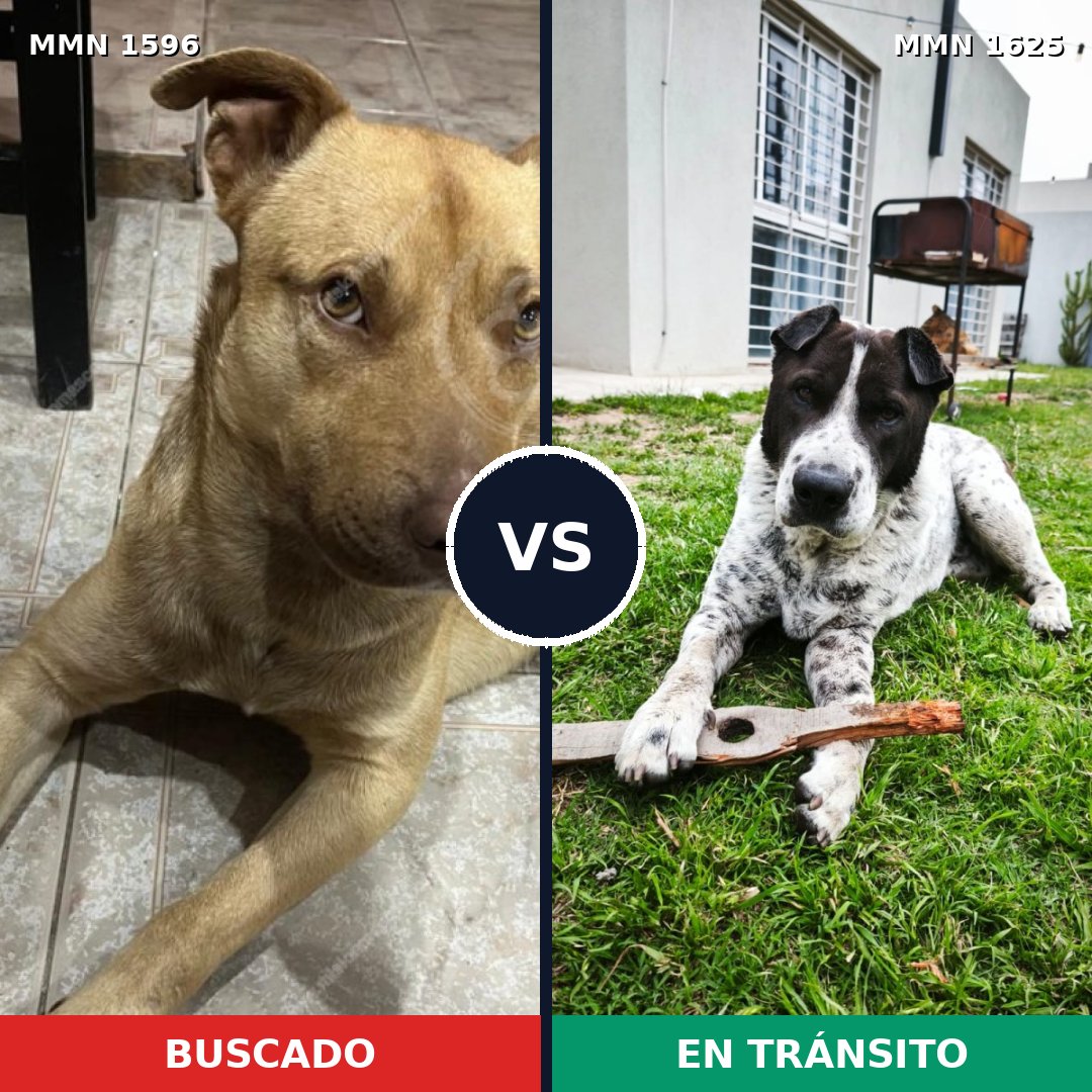 Comparativa MMS 39062: mascota perdida y mascota encontrada, 57% de similitud