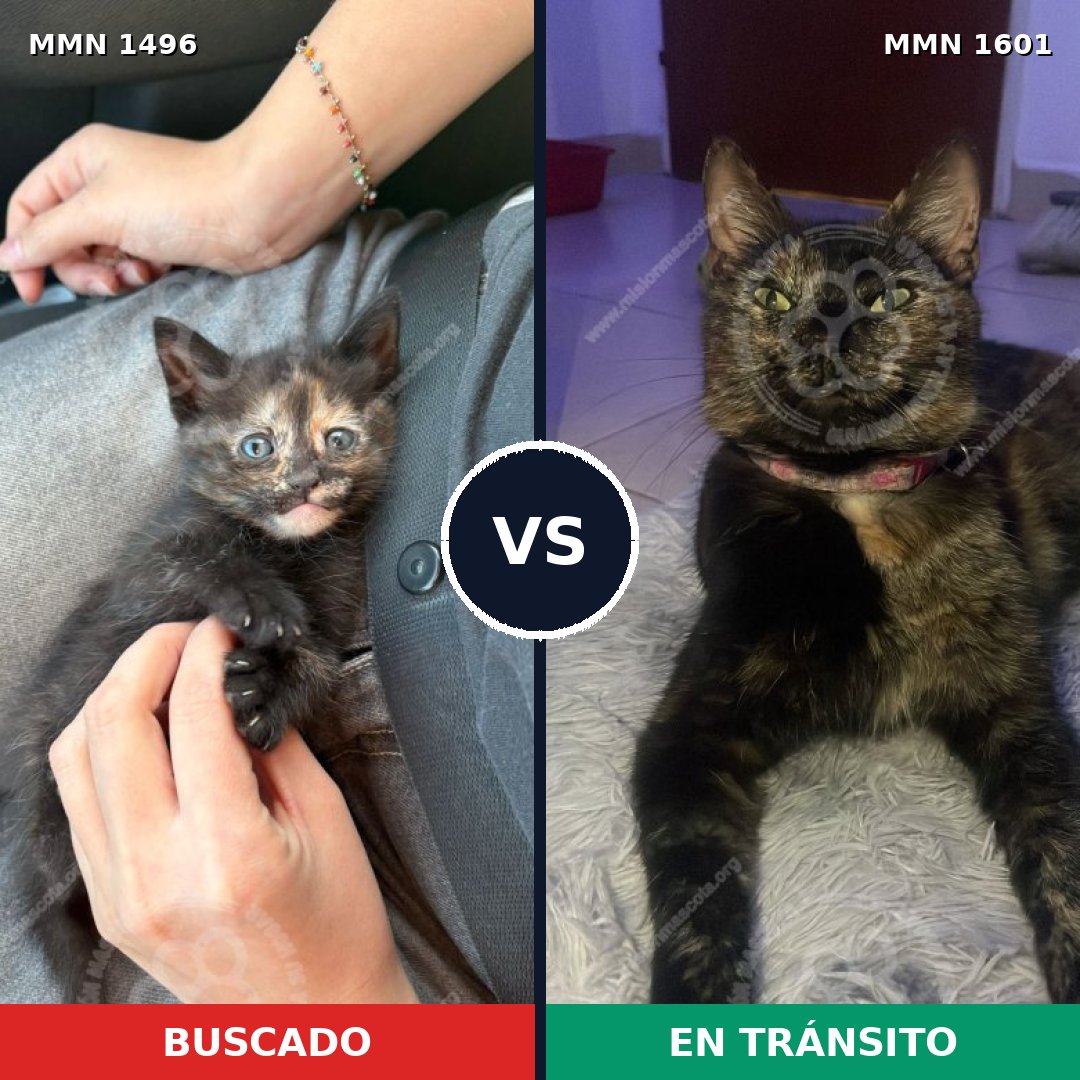 Comparativa MMS 39063: mascota perdida y mascota encontrada, 64% de similitud
