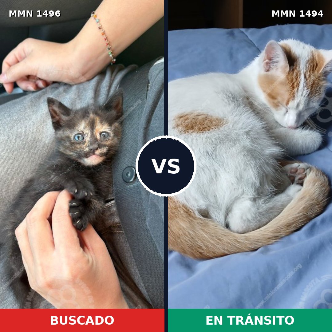 Comparativa MMS 39064: mascota perdida y mascota encontrada, 48% de similitud