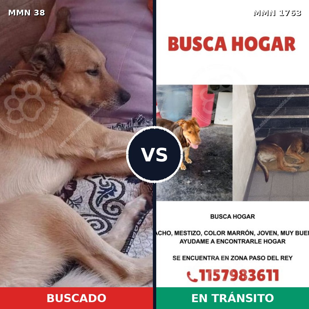 Comparativa MMS 39071: mascota perdida y mascota encontrada, 60% de similitud