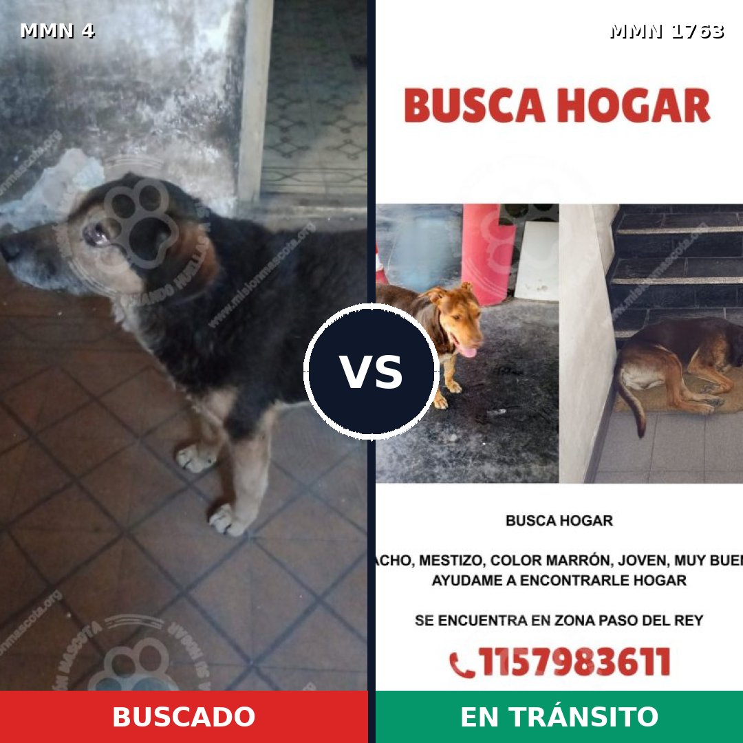 Comparativa MMS 39072: mascota perdida y mascota encontrada, 52% de similitud