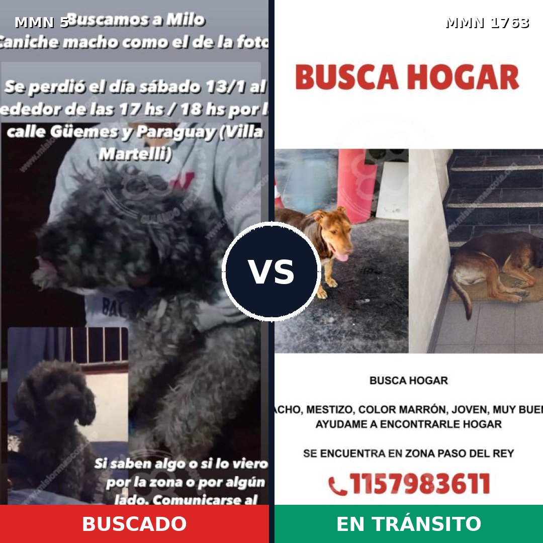Comparativa MMS 39073: mascota perdida y mascota encontrada, 26% de similitud