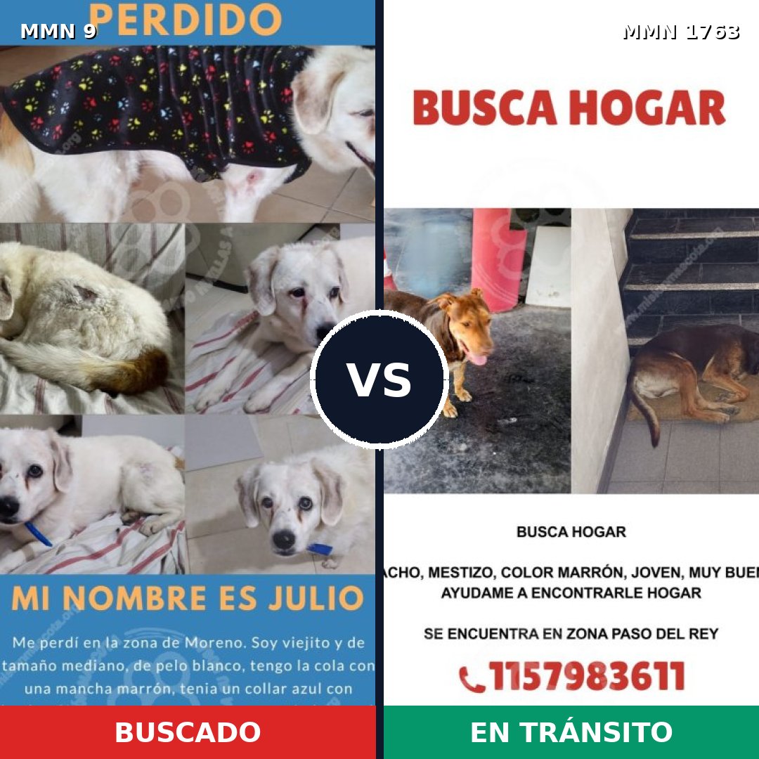 Comparativa MMS 39074: mascota perdida y mascota encontrada, 58% de similitud