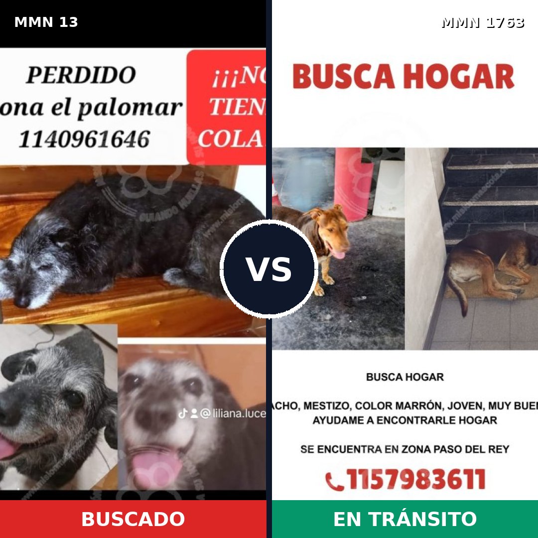Comparativa MMS 39076: mascota perdida y mascota encontrada, 52% de similitud