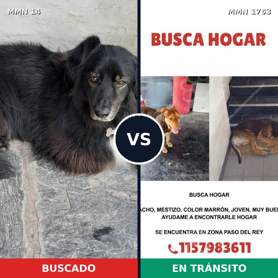 Comparativa MMS 39077: mascota perdida y mascota encontrada, 66% de similitud