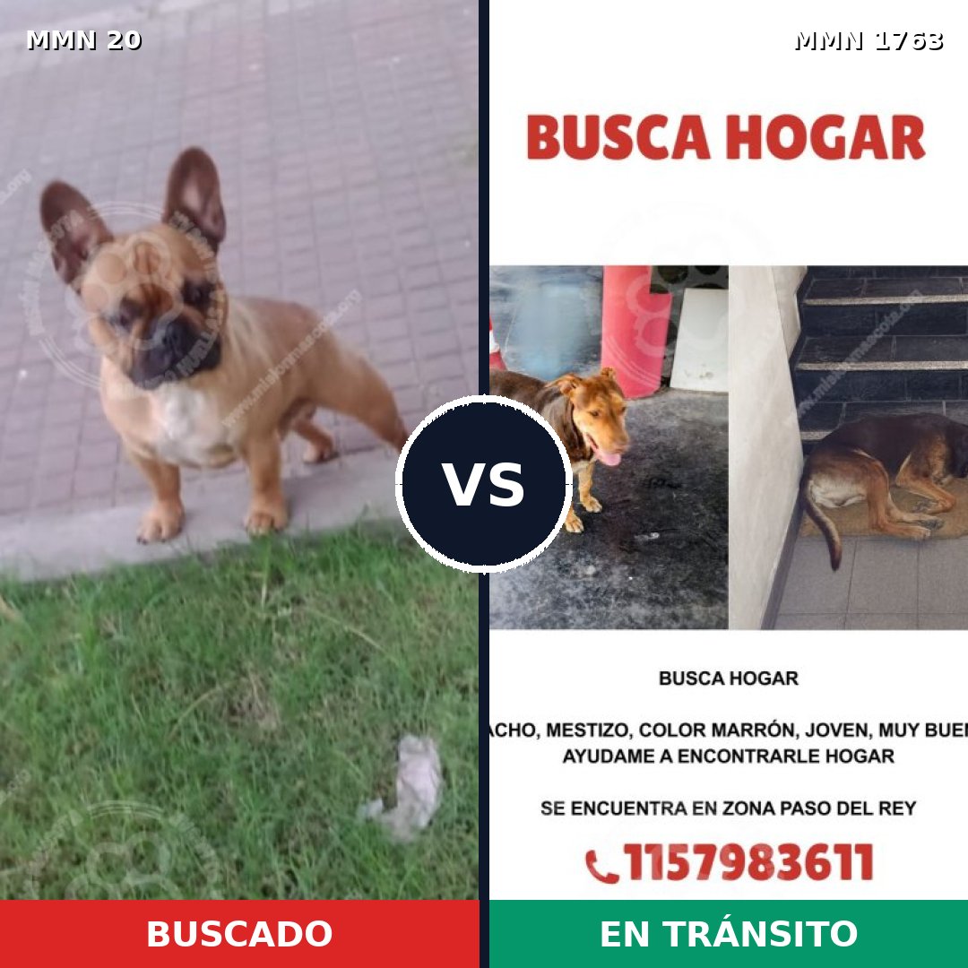 Comparativa MMS 39078: mascota perdida y mascota encontrada, 14% de similitud