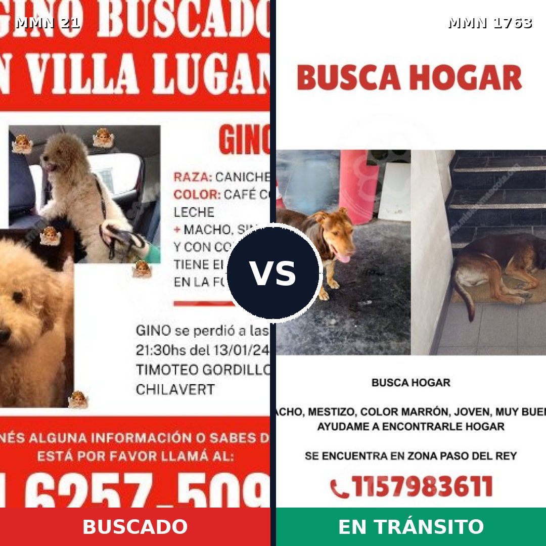Comparativa MMS 39079: mascota perdida y mascota encontrada, 23% de similitud
