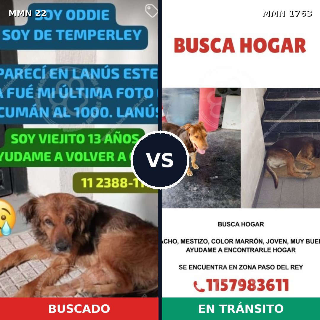 Comparativa MMS 39080: mascota perdida y mascota encontrada, 60% de similitud